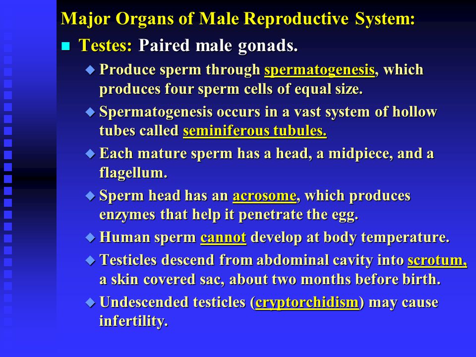 What are the main parts of the male reproductive system? with complete meaning?
